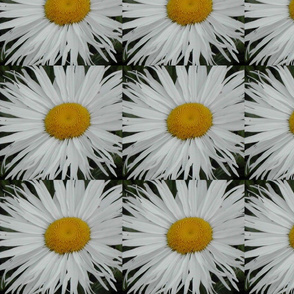 daisy