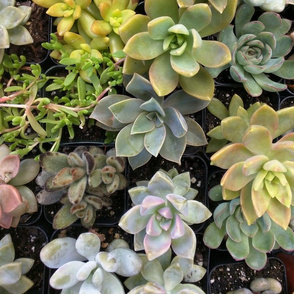 Succulents