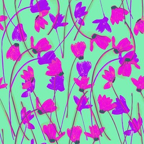 Flowering Cyclamen #6