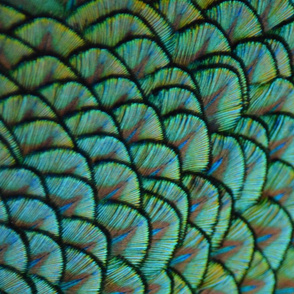 Peacock Panel 2