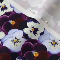 Pansy