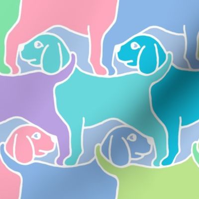 Rainbow Dogs with White Border