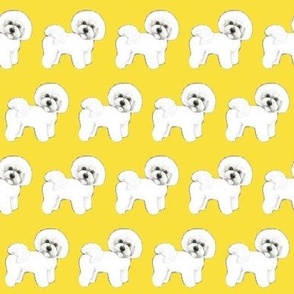 Bichon Frise dog // Sunshine Yellow