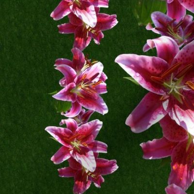 Stargazer Lily Border