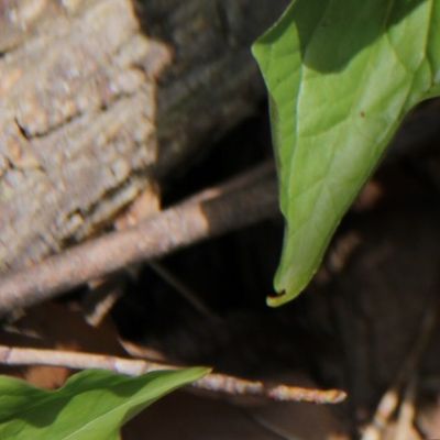 Michigan Trillium Kali