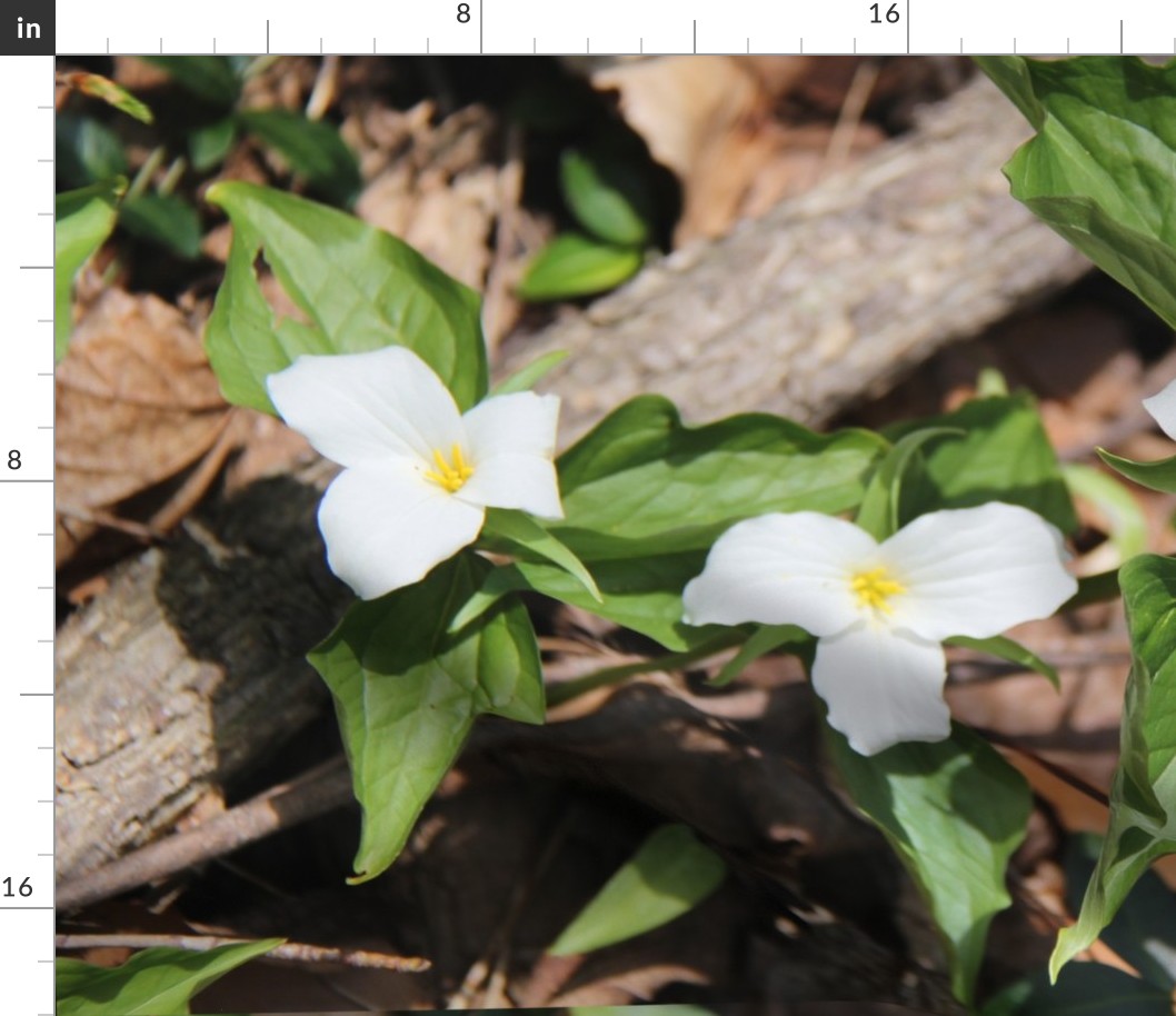 Michigan Trillium Kali