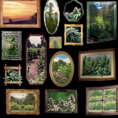 Cannabis As Framed Art (R)