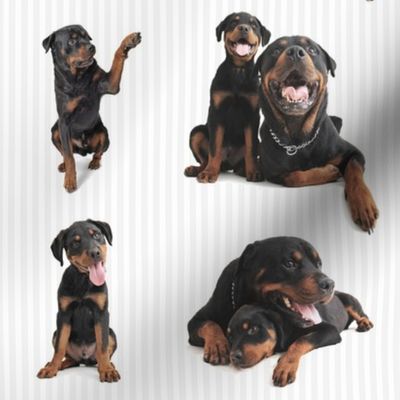 Rottweilers