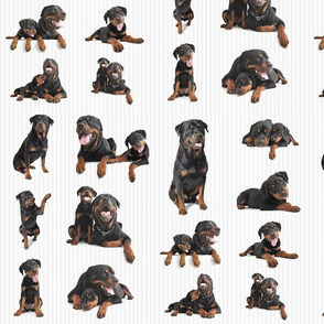 Rottweilers