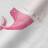 Pink Whale on White Background