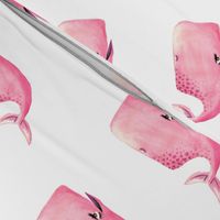 Pink Whale on White Background