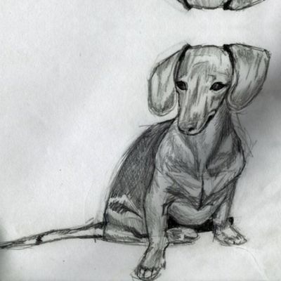 sittingdachsie2