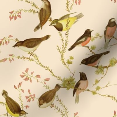 Birds of Australia ~ Robins and Gerygones ~ Alabaster