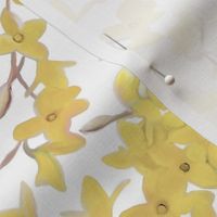 Forsythia on White in Muted Tones