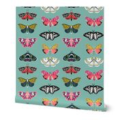 Moths // butterflies moths lepidoptery insects wings print