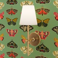 Moths // butterflies moths lepidoptery insects wings print