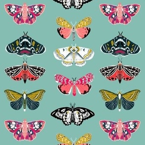 Moths // butterflies moths lepidoptery insects wings print