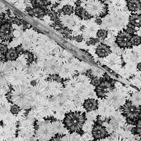 BLOSSOM SEASON WHITE AND BLACK BW