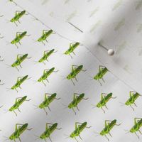 Preppy Grasshopper White