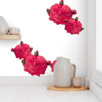 Redoute Rose ~ In Bloom ~ Shocking Pink!