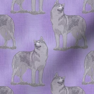 Posing Siberian Husky - purple