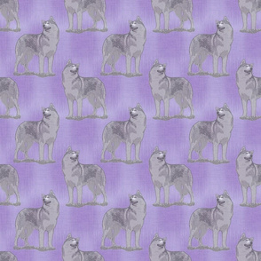 Posing Siberian Husky - purple