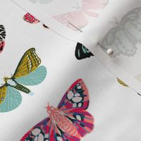 moths and butterflies cute girly pastel insect butterfly spring garden