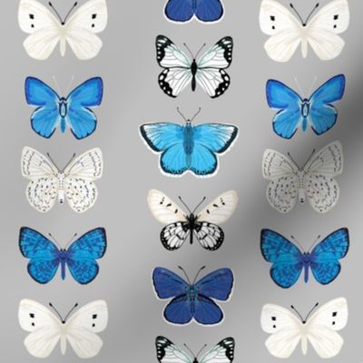 butterflies // grey and blue butterfly insect moth print