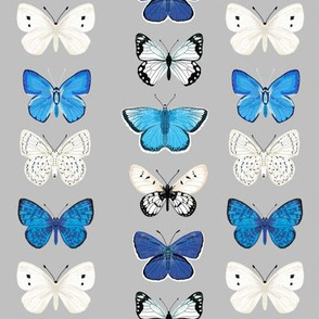 butterflies // grey and blue butterfly insect moth print