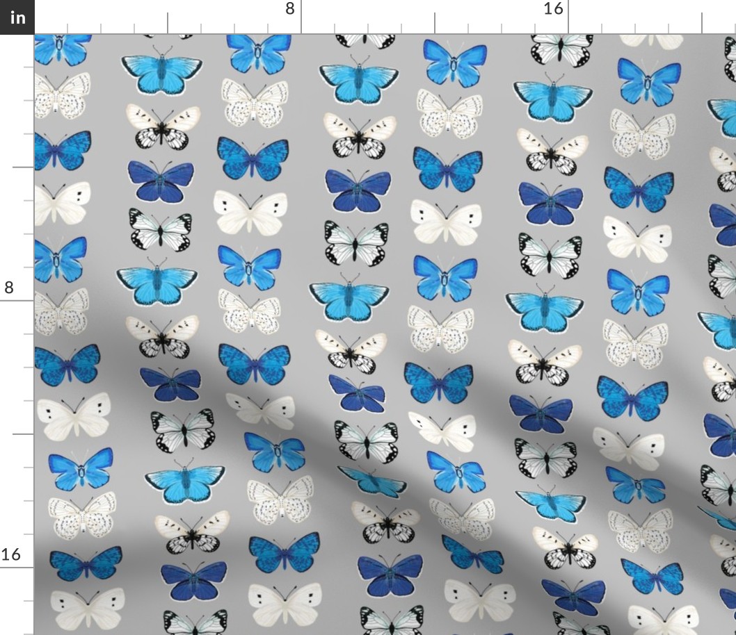 butterflies // grey and blue butterfly insect moth print
