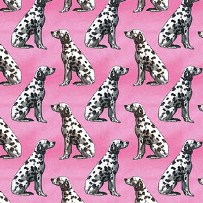 Sitting Dalmatians - pink