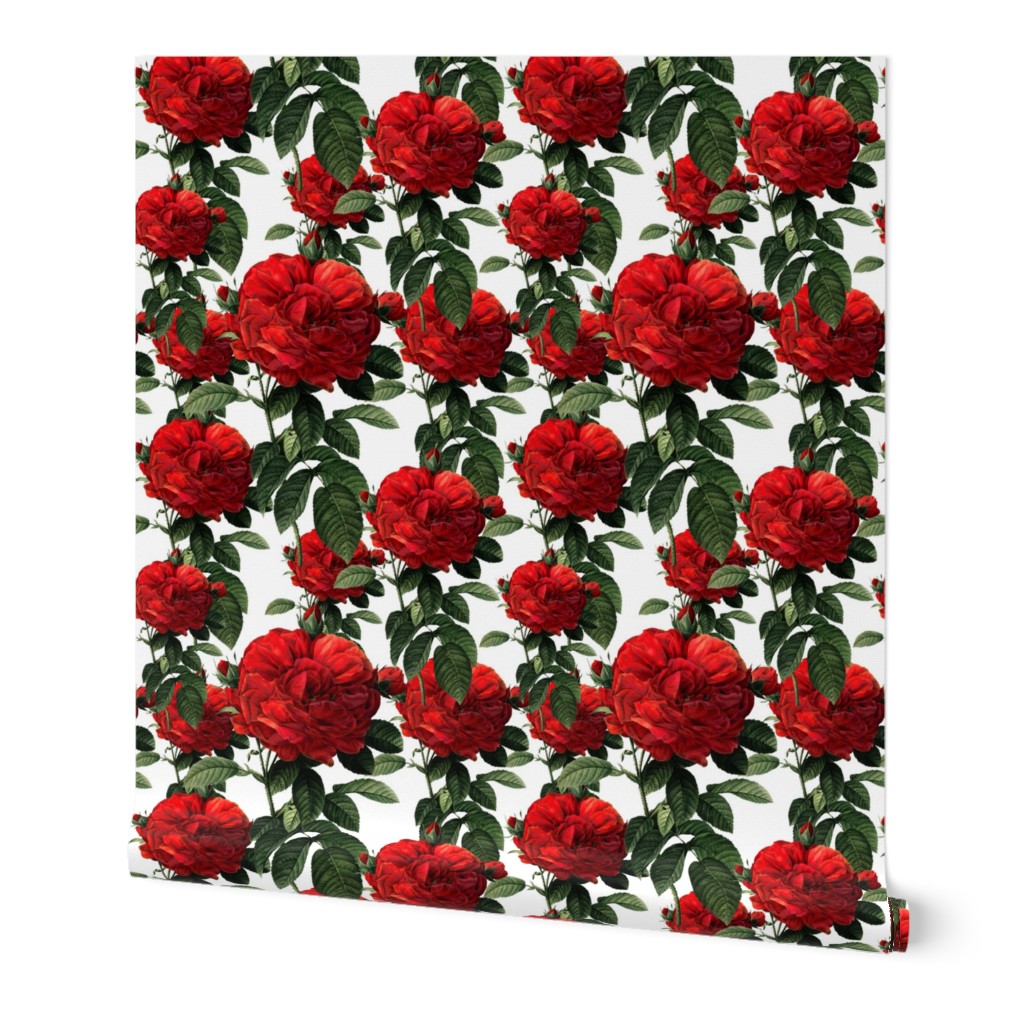 Redoute' Roses ~ Riot of Red ~ Medium