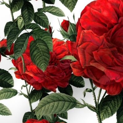 Redoute' Roses ~ Riot of Red ~ Medium