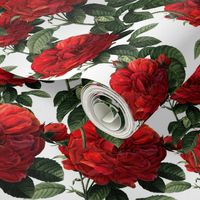 Redoute' Roses ~ Riot of Red ~ Medium