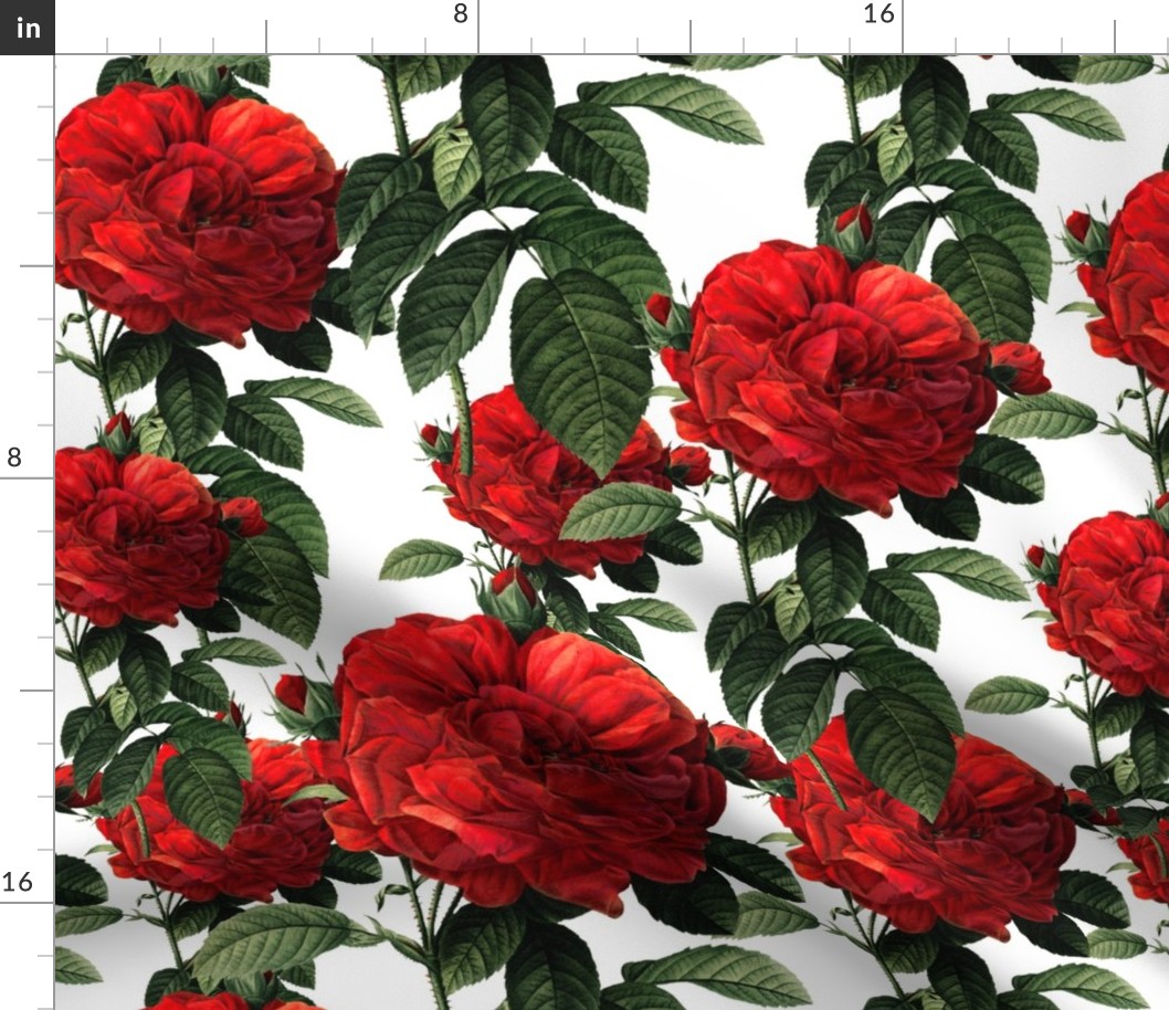 Redoute' Roses ~ Riot of Red ~ Medium