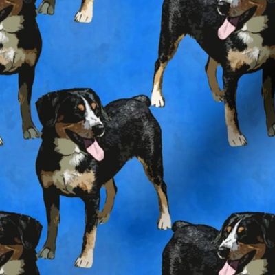 Posing Entlebucher mountain dog - blue