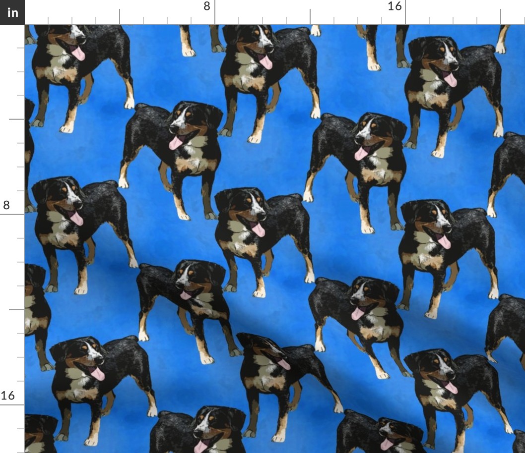 Posing Entlebucher mountain dog - blue