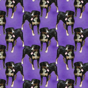 Posing Entlebucher mountain dog - purple
