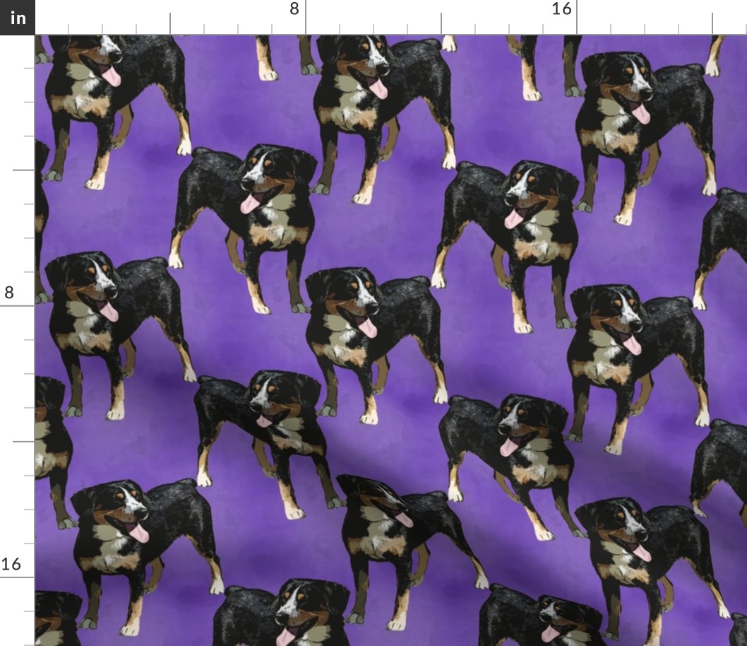 Posing Entlebucher mountain dog - purple