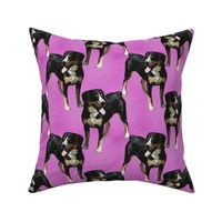 Posing Entlebucher mountain dog - pink