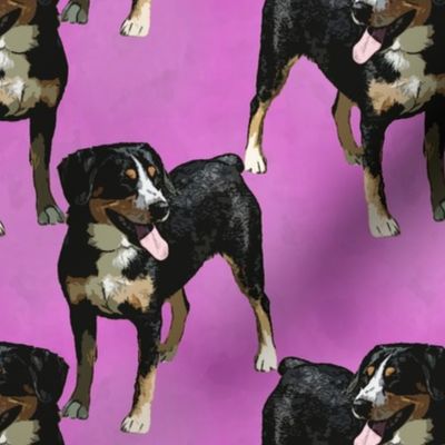 Posing Entlebucher mountain dog - pink