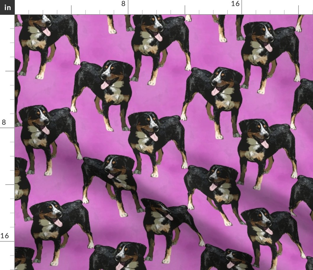 Posing Entlebucher mountain dog - pink