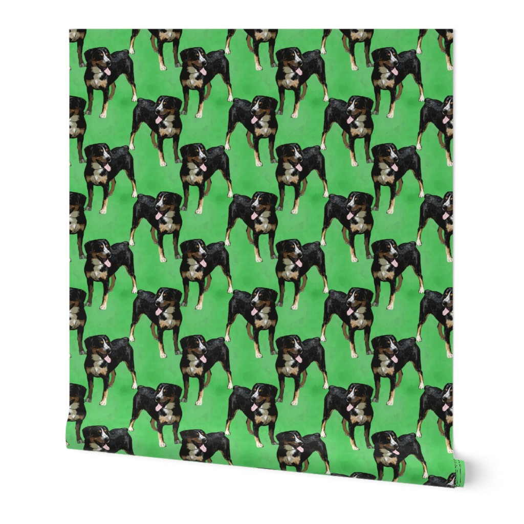 Posing Entlebucher mountain dog - green