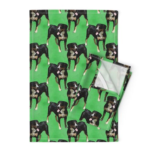 Posing Entlebucher mountain dog - green