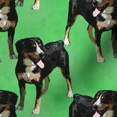 Posing Entlebucher mountain dog - green