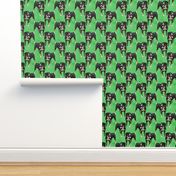 Posing Entlebucher mountain dog - green