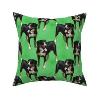 Posing Entlebucher mountain dog - green