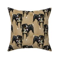 Posing Entlebucher mountain dog - tan