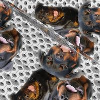 rottweilers_and_thistles