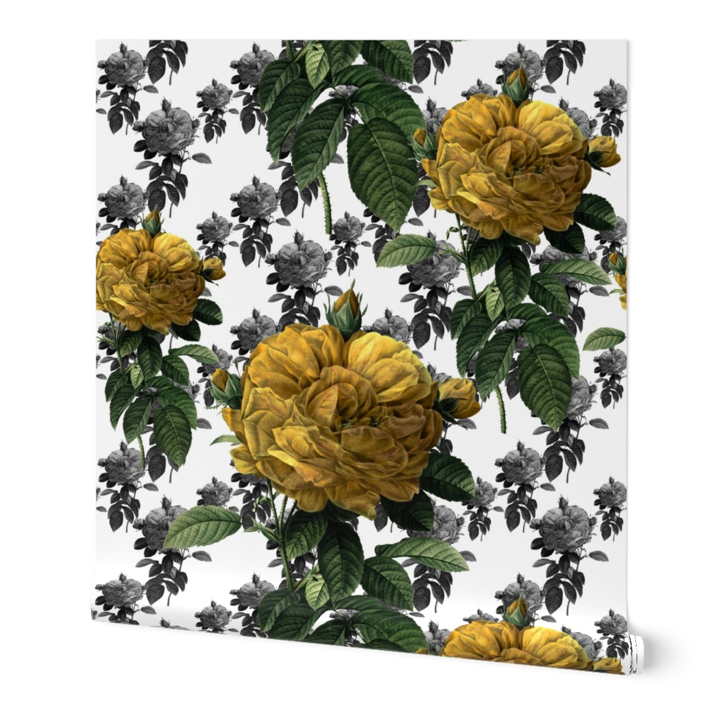 Redoute' Roses ~ Yellow ~ Large